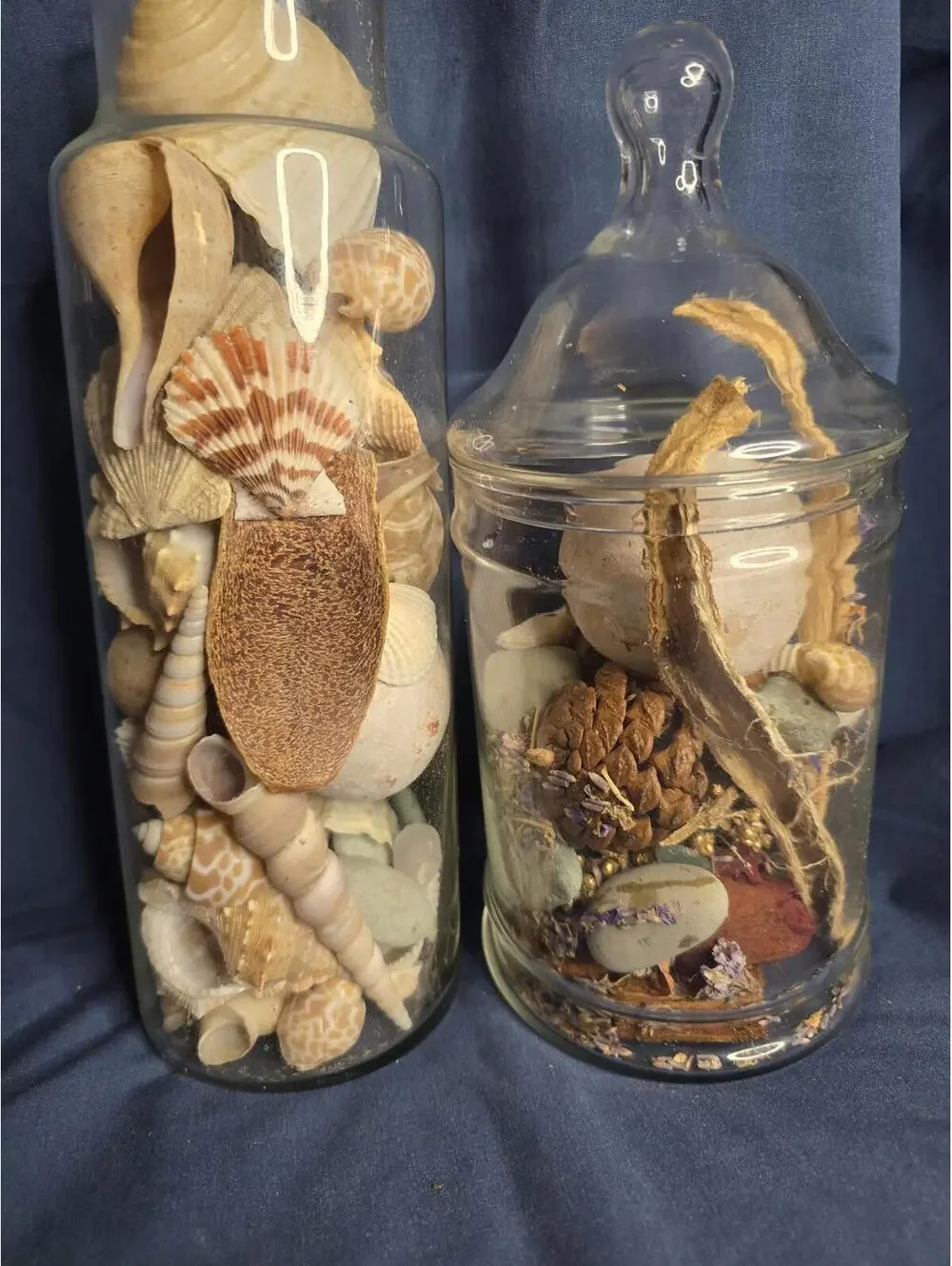 Set of 2 Decorative GlassJars Filled with Natural Seashells and Dried Botanicals